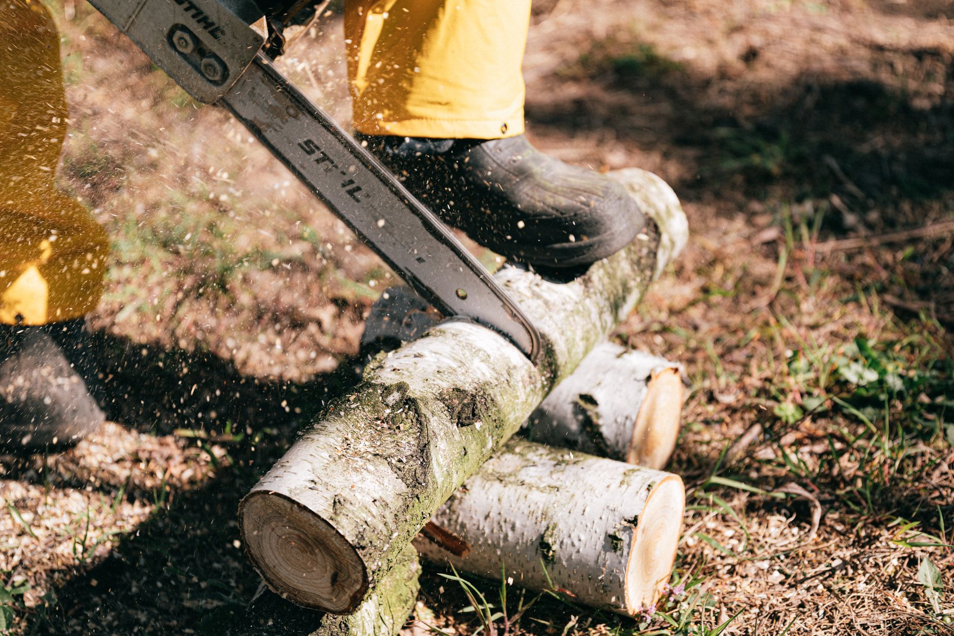 Tree Removal – Belton