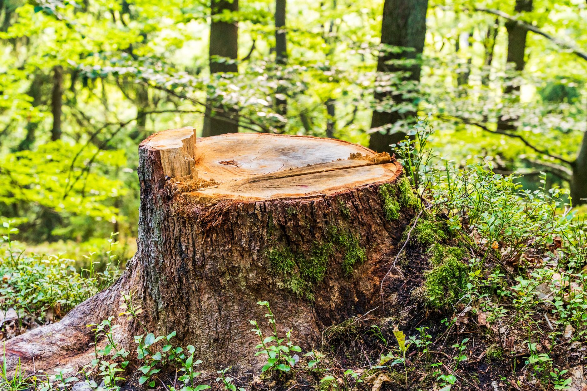 Stump Grinding – Belton