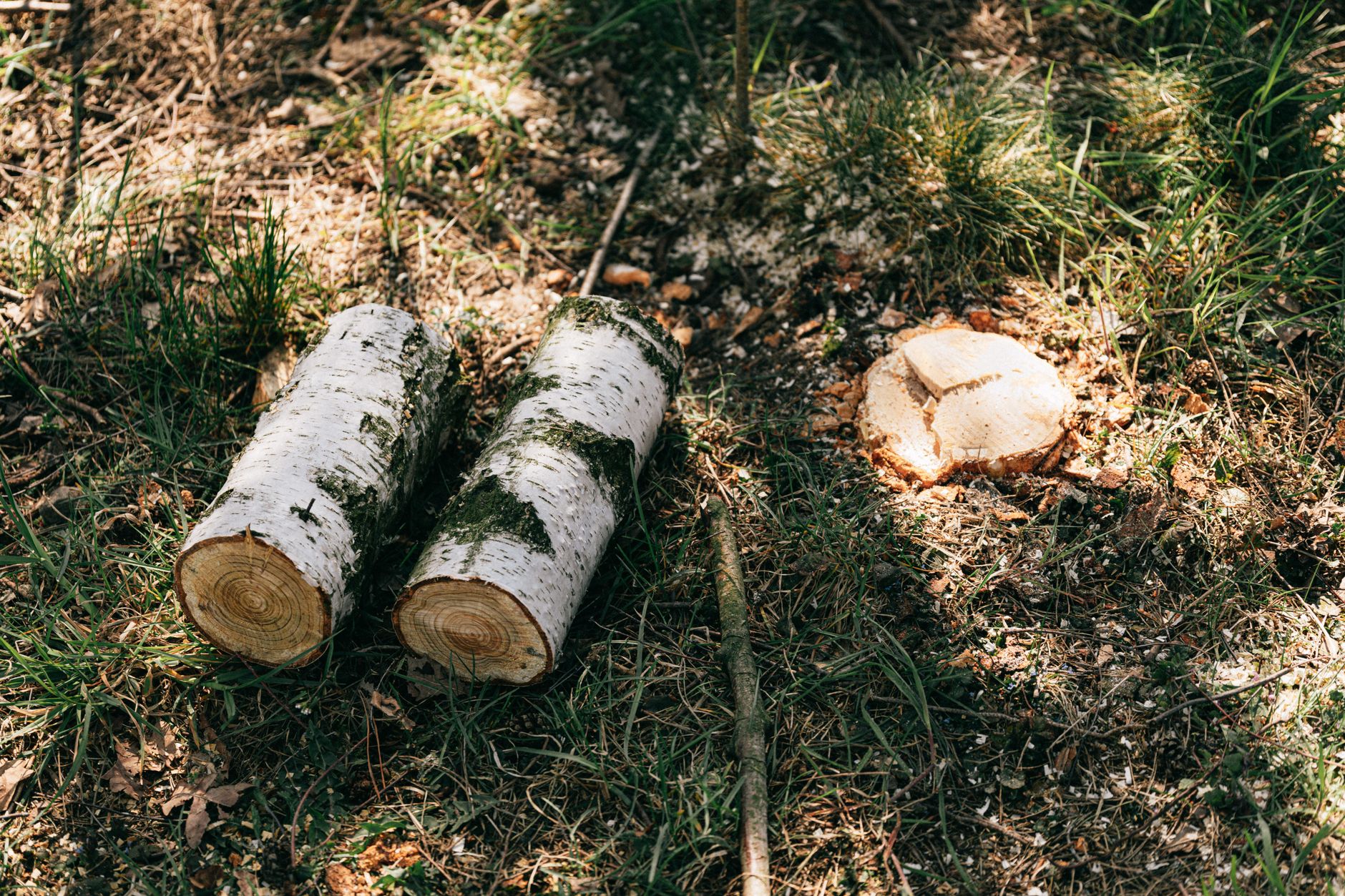 Storm Clean-Up – Belton
