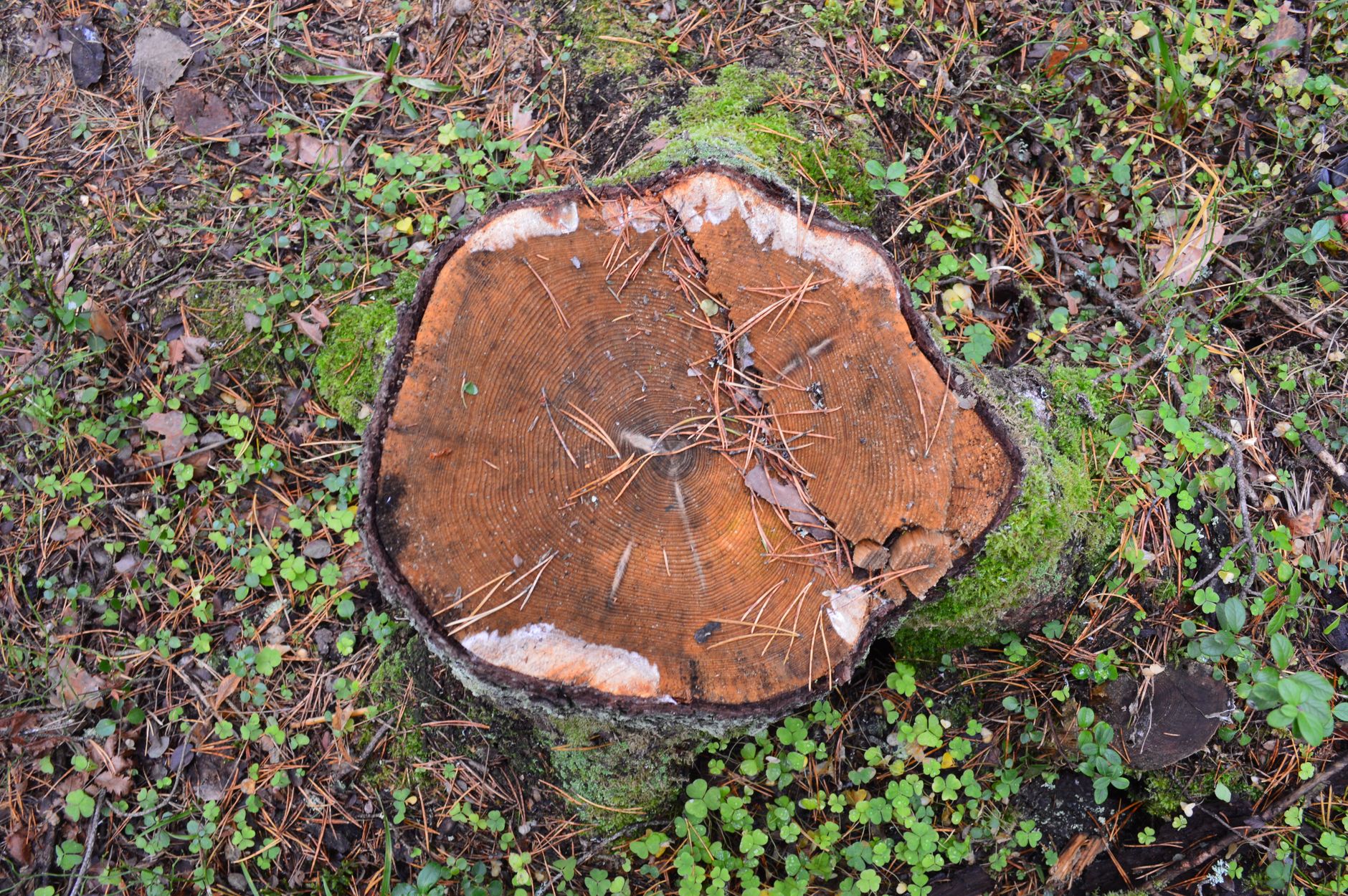 Deadwood Pruning – Belton